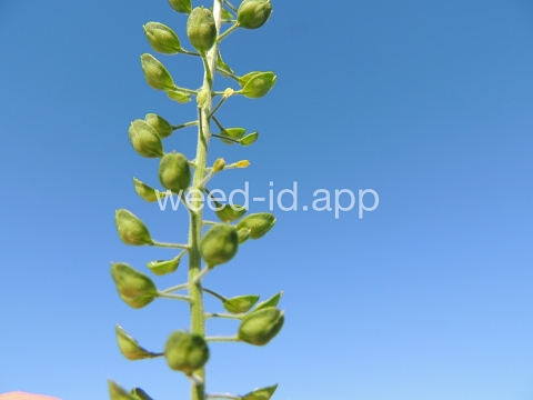 pepperweed, field